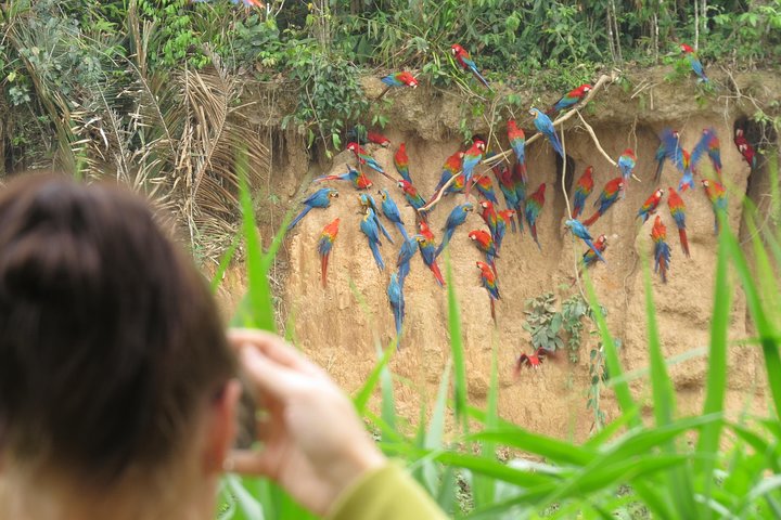Guacamayos en collpa