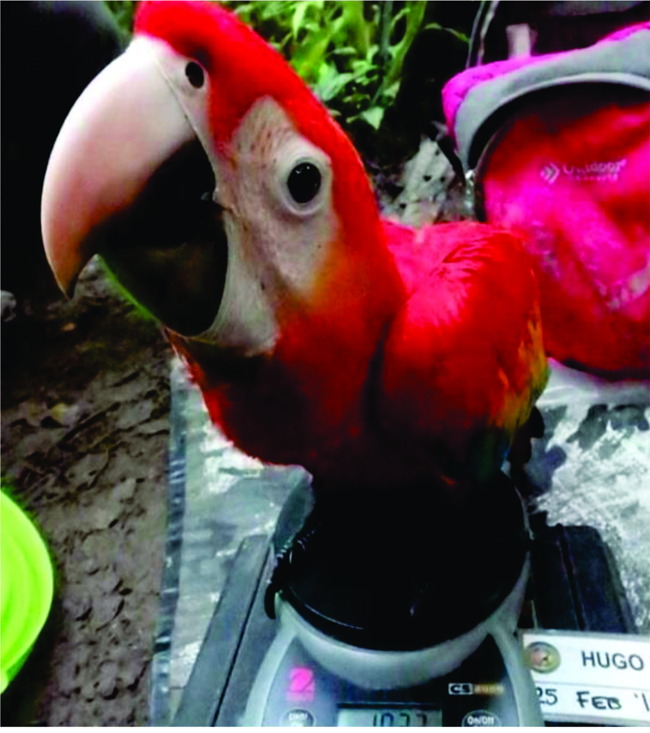 Trabajo de conservación