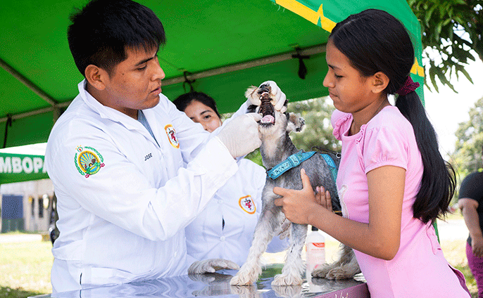 Veterinarios atendiendo