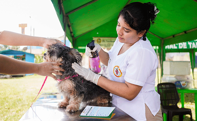 Mascotas atendidas durante la campaña